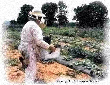 Pollinating the squash crop