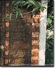 bee colony in outside wall