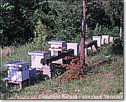 nucs and hives in the beeyard